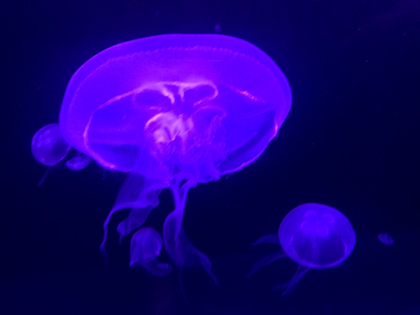 jellyfish at Sea Life Aquarium